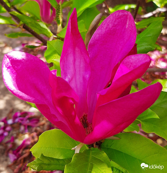 Újra virágzik a kínai liliomfa 3. :)