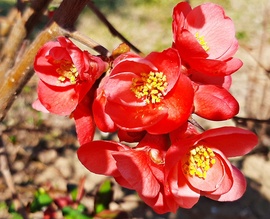 Japánbirs virágzása 1.