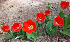 Piros tulipánok szépen sorban... :)