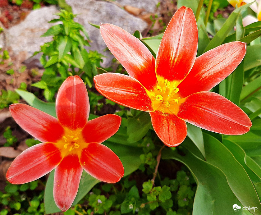 Kinyílt tulipánok 1. :)