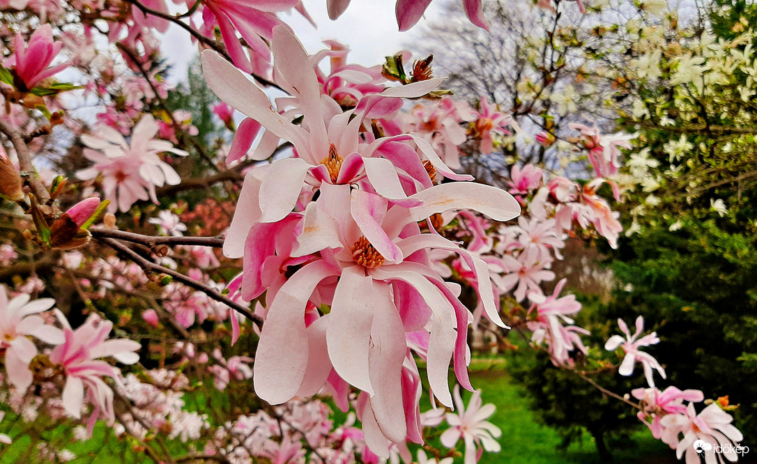 Magnólia virágzás március végén 2. :)
