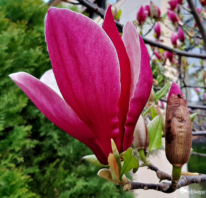 Magnólia utoljára teljes pompájában 1. :)