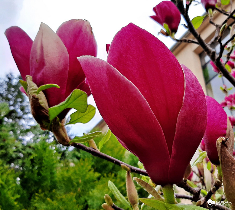 Magnólia utoljára teljes pompájában 2. :)
