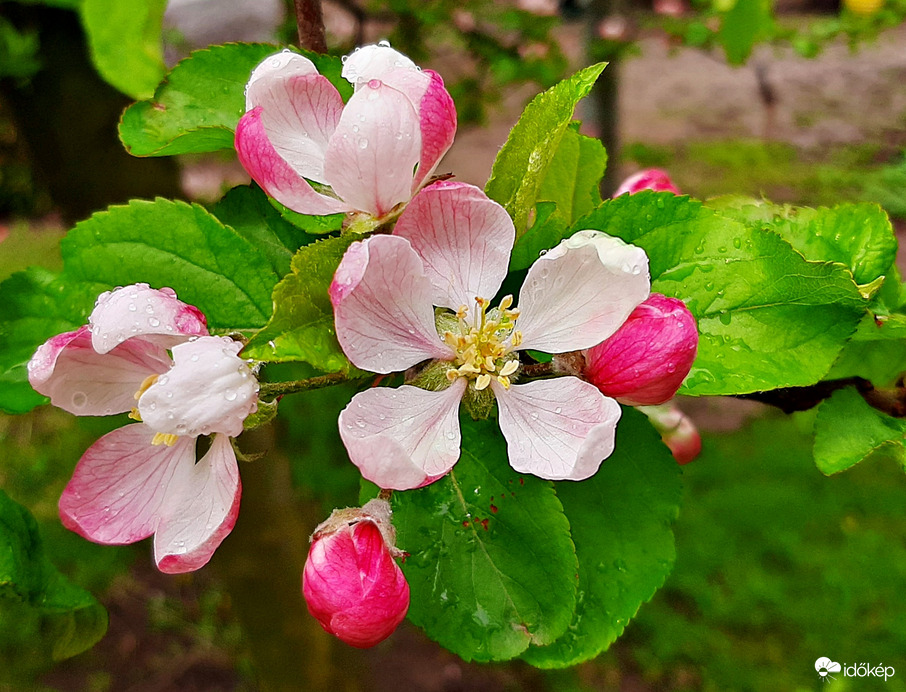 Almafa virága felfrissülés után 1. :)