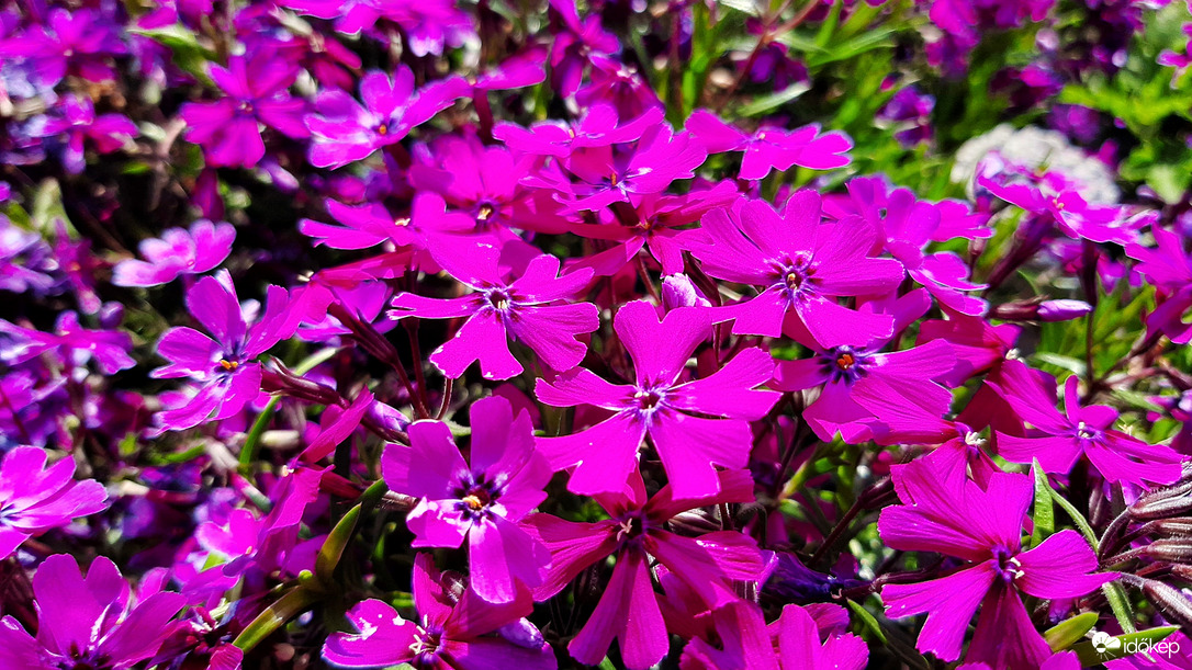 Árlevelű lángvirág :)