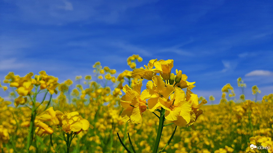 Repce virágok 1. :)