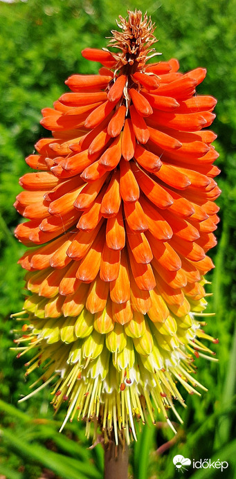 Fürtös fáklyaliliom, az egyik kedvenc :)