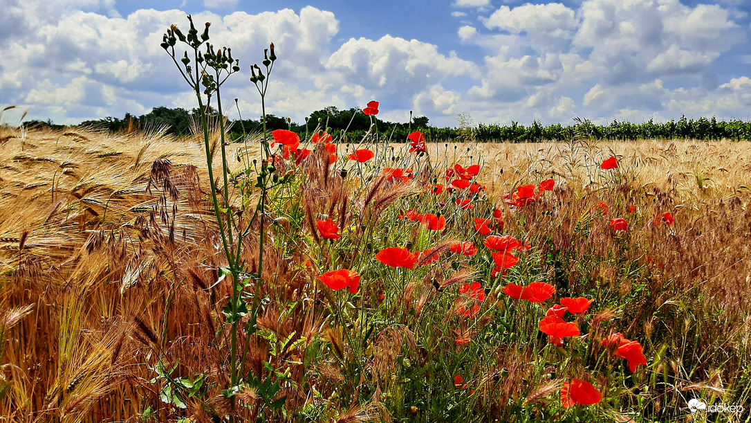 Pipacsos-kék eges-felhős 1. :)
