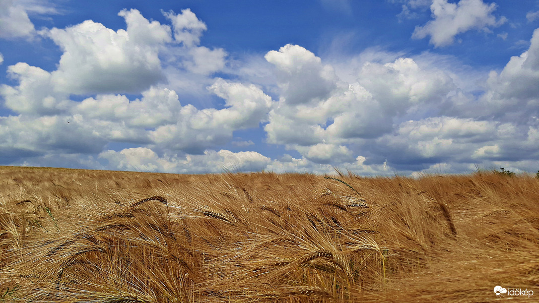 Aranyló búza kék eges - felhős háttérrel 1. :)