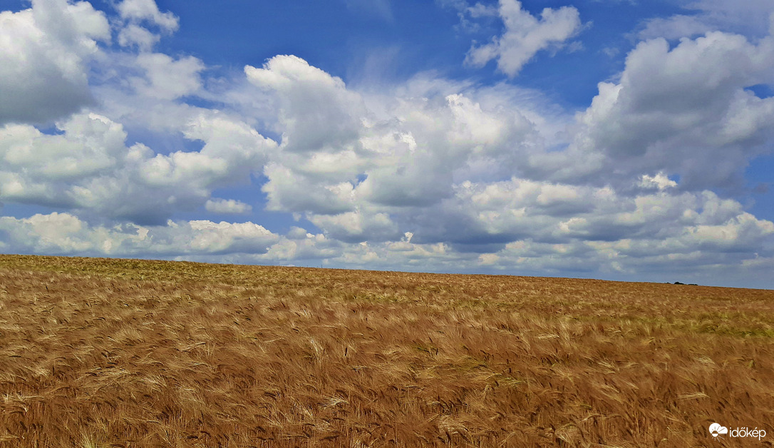 Aranyló búza kék eges - felhős háttérrel 2. :)