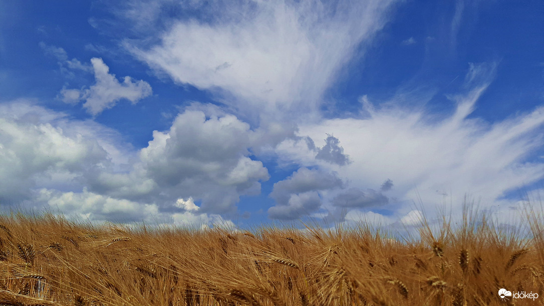 Aranyló búza kék eges - felhős háttérrel 3. :)