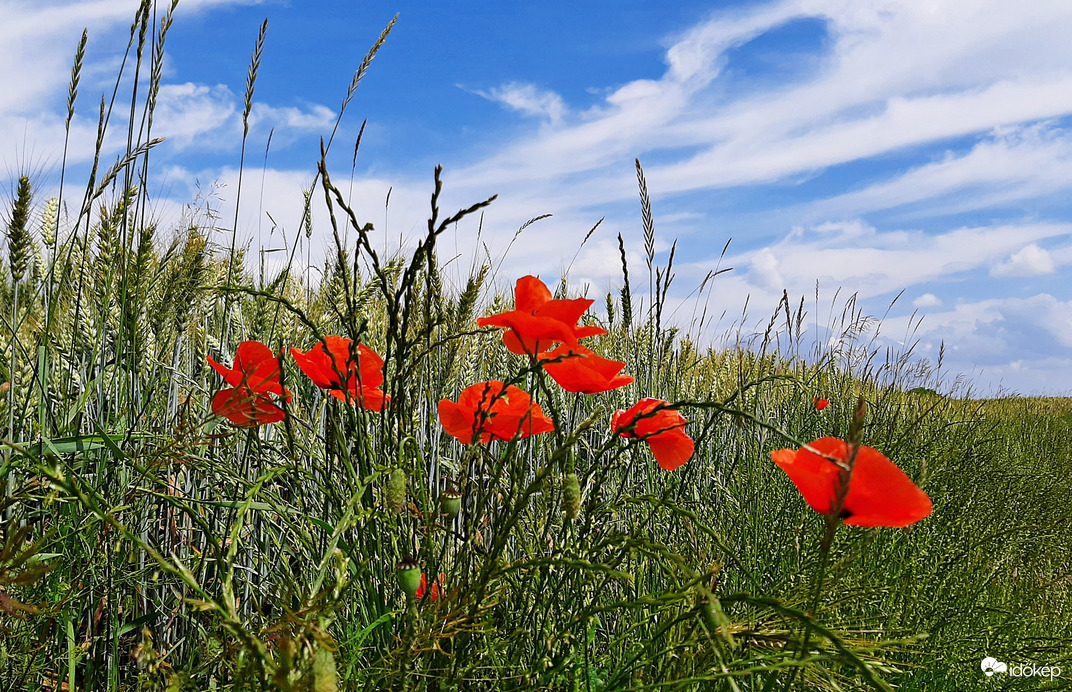 Pipacsos-kék eges-felhős 4. :)