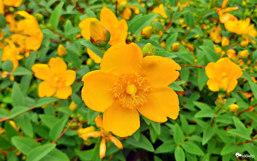 Ragyogó, napsárga orbáncfű :)