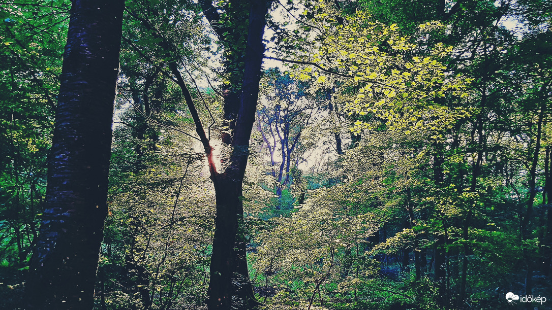 Erdő mélyén a lemenő nap fényében 1. :)