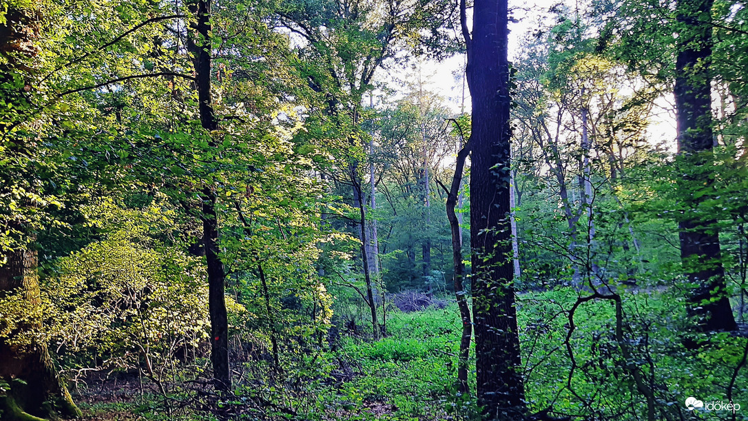 Erdő mélyén a lemenő nap fényében 4. :)