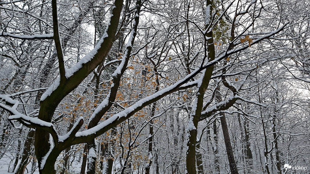 Havas erdőrészlet 2. :)