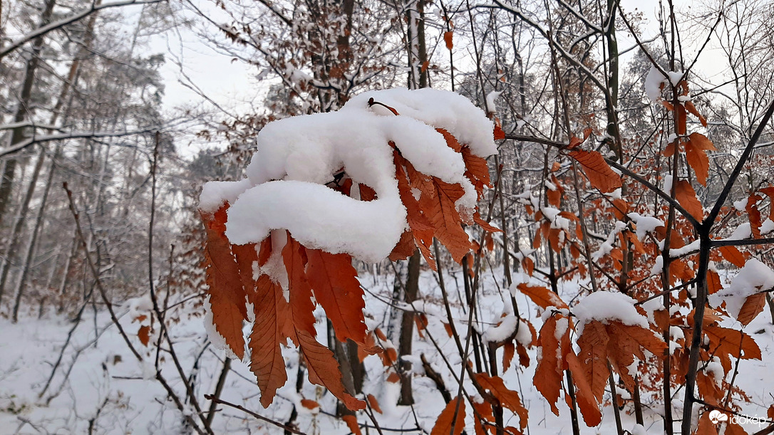 Ősz és tél nálunk is találkozott 5. :)
