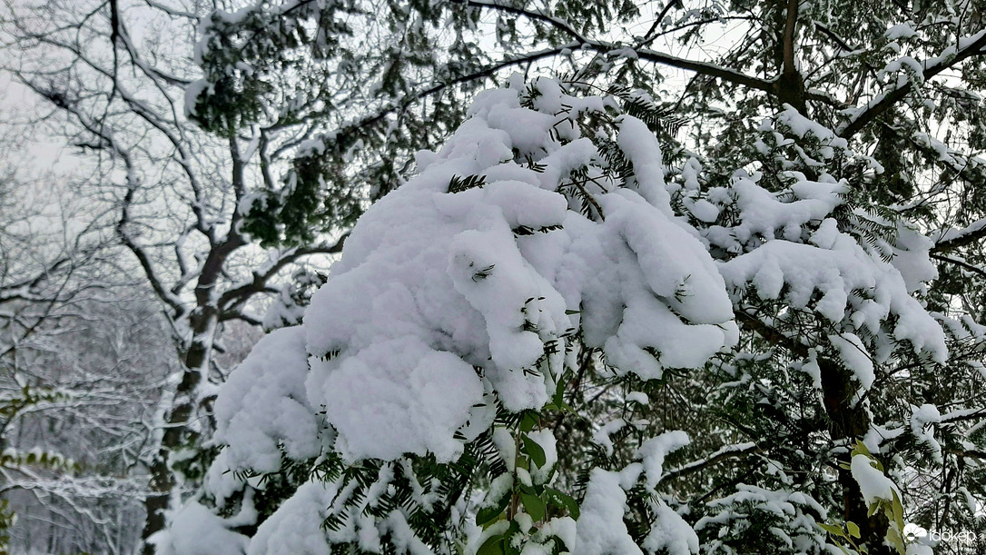 Havas erdőrészlet 3. :)