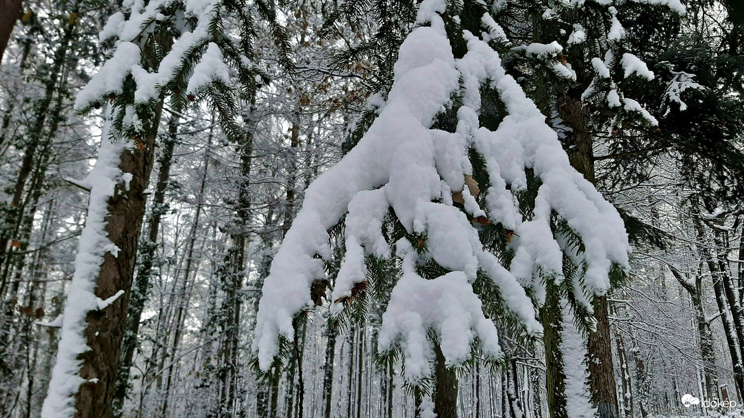 Havas erdőrészlet 5. :)