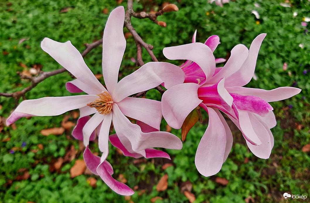 Csillagvirágú liliomfa (Magnolia stellata) 5. :)