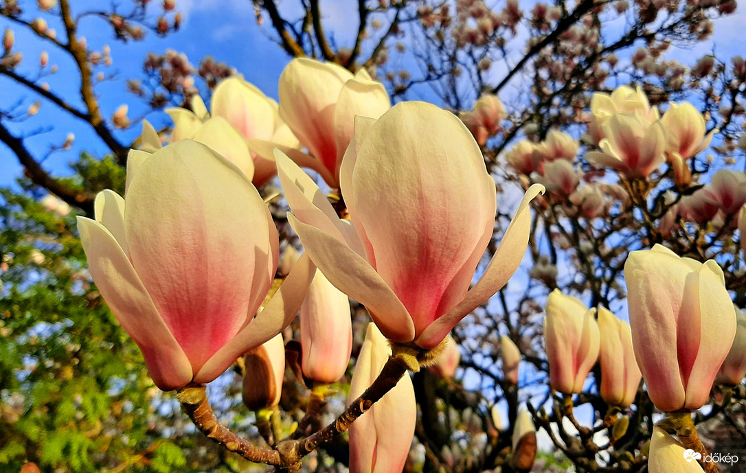 Magnólia a lemenő nap fényében :)