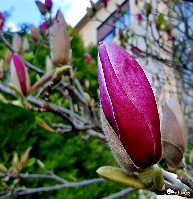 Magnólia egy másik színben még bimbósan  :)