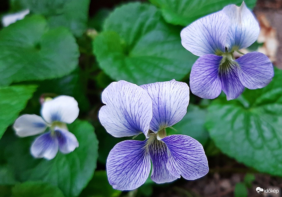 Amerikai ibolya (Viola sororia) :)