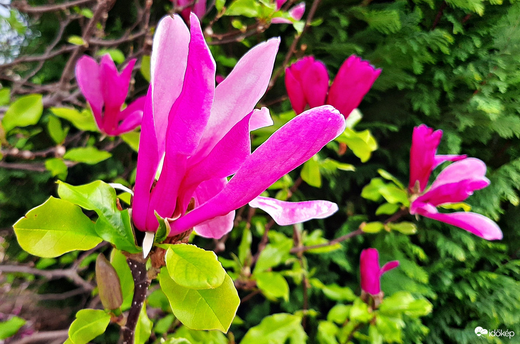 Kínai liliomfa 1. :)