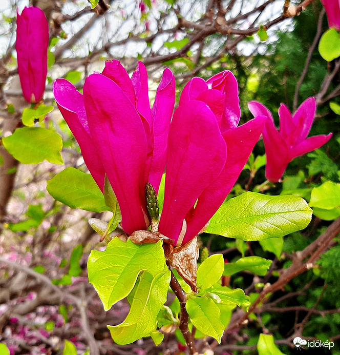 Kínai liliomfa 4. :)