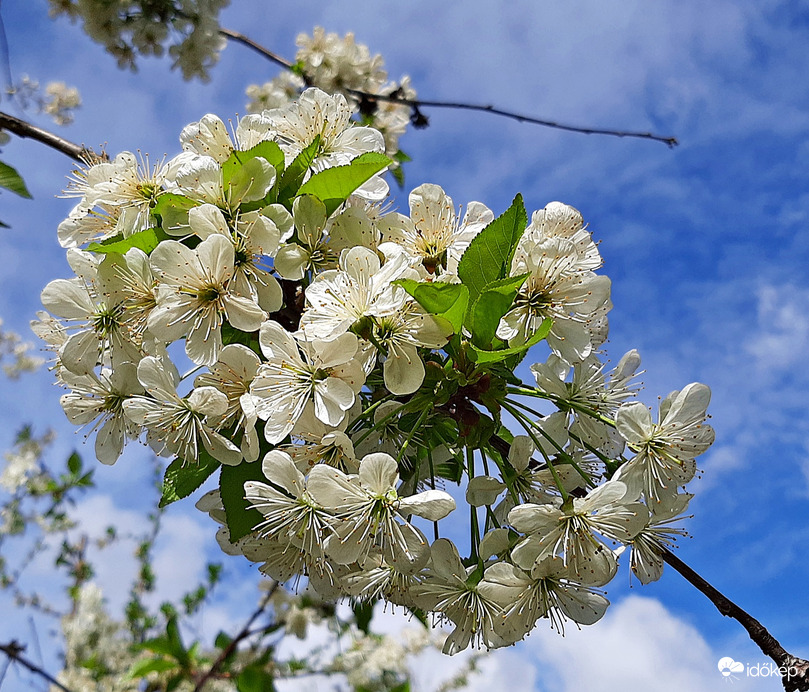 Meggyfa virágzása 2. :)