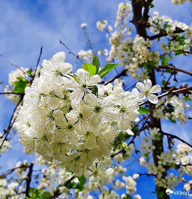 Meggyfa virágzása 4. :)