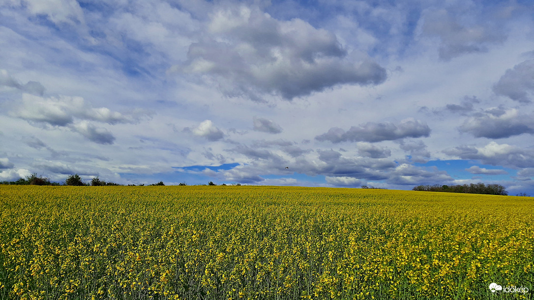 Tengernyi repcemező 4. :)