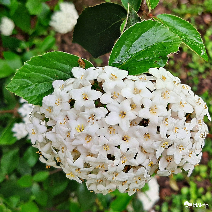 Egy fehér szépség, talán Bangita... :)