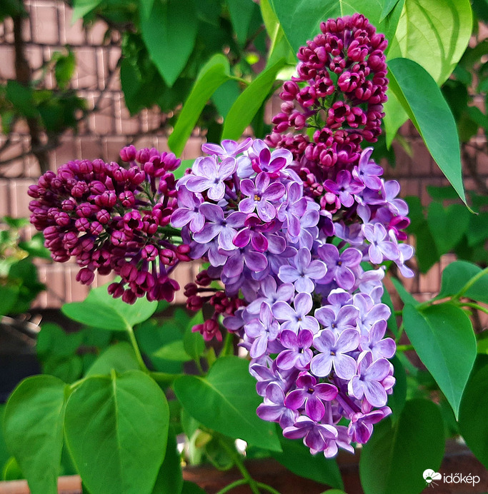 Orgona teljes pompájában 1. :)