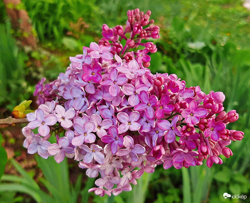 Orgona teljes pompájában 4. :)