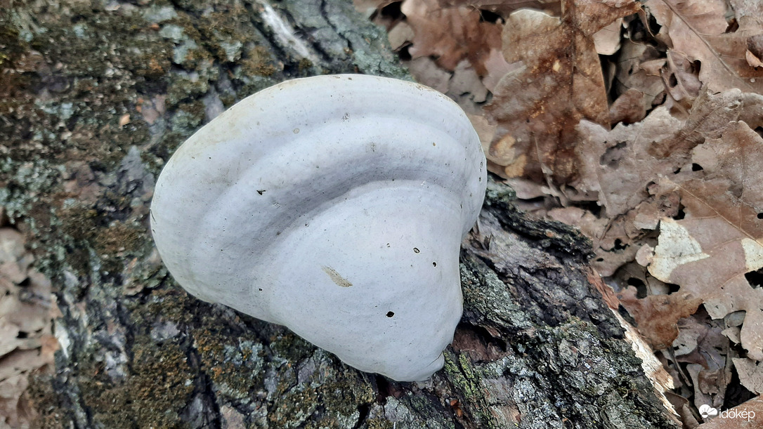 Taplógomba, mintha csak egy kagyló lenne... :)