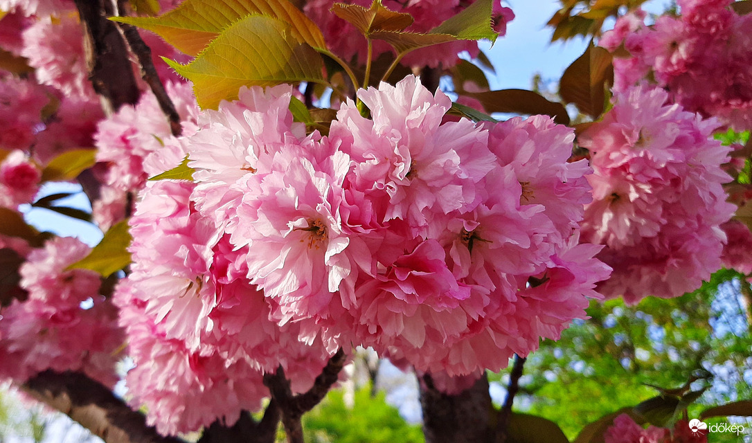 Japán díszcseresznye teljes pompájában 1. :)