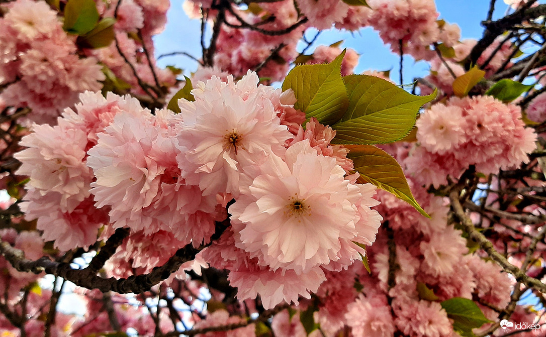 Japán díszcseresznye teljes pompájában 4. :)