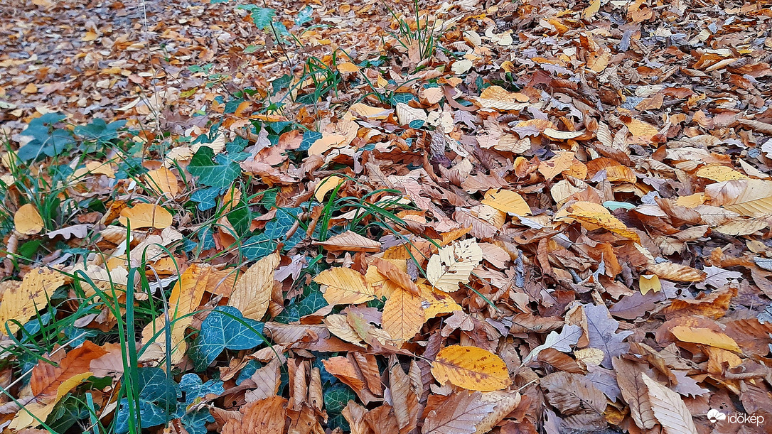 Levélszőnyeg november elején egy csipetnyi borostyánnal "fűszerezve" :)