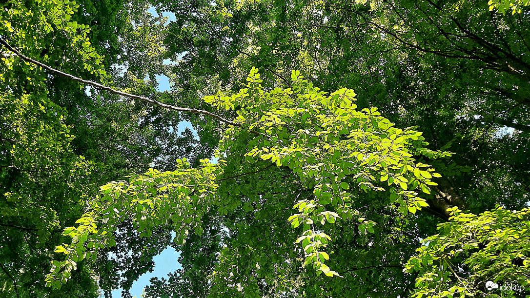 Zömében még mindig a zöld az uralkodó szín... :)