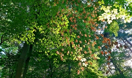 Zömében még mindig a zöld az uralkodó szín, egy csipetnyi barnával fűszerezve... :)