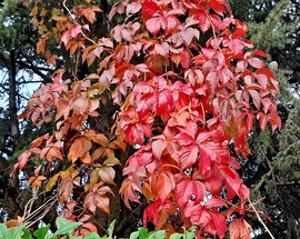 Vadszőlő fenyő ölelésében... :)