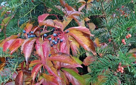 Vadszőlő és tiszafa "házassága" :)