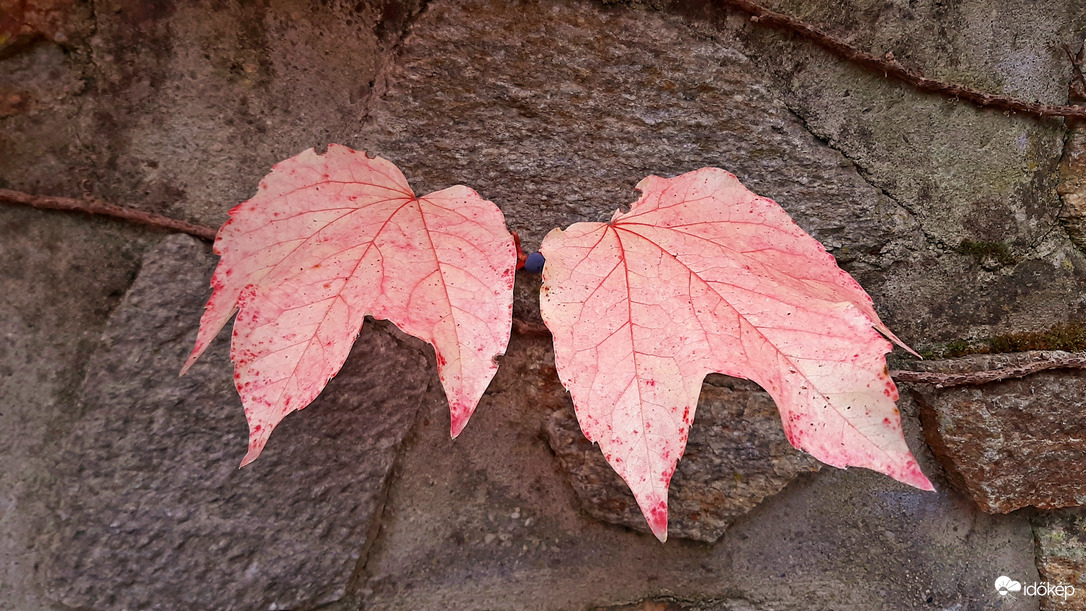 Színfolt a falon... :)