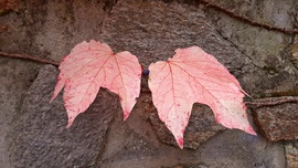 Színfolt a falon... :)