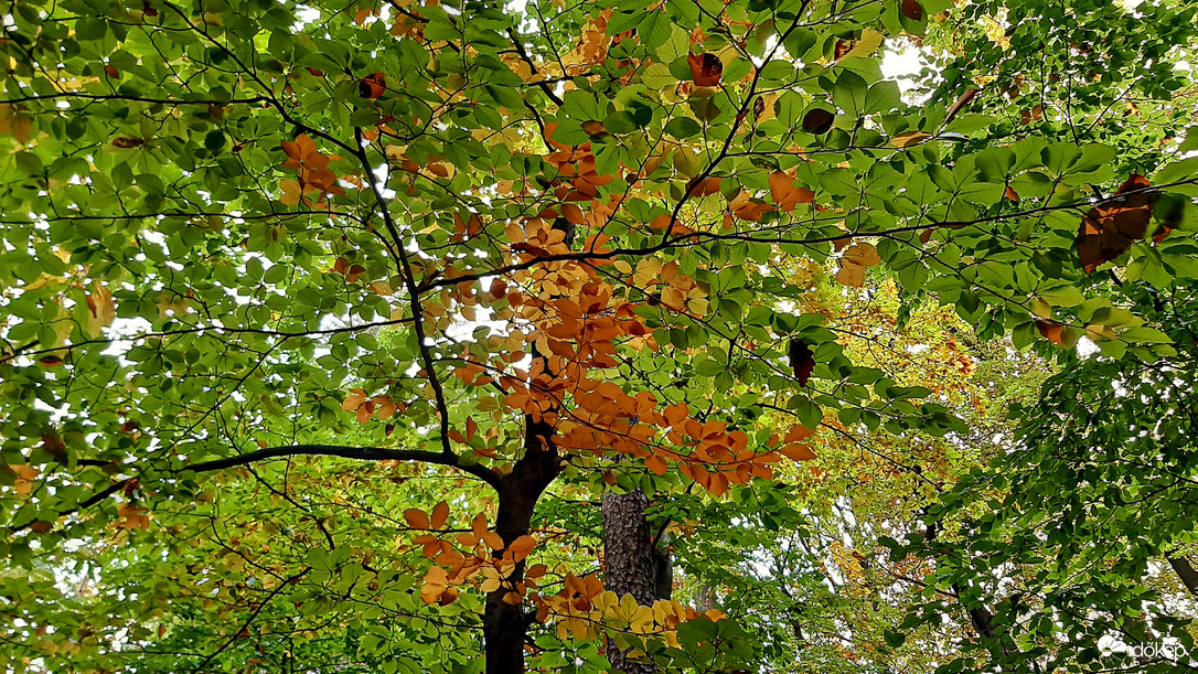 Beindult a színesedés 1. :)