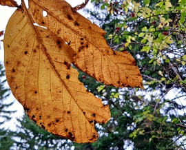 Őszülés közelről 1. :)