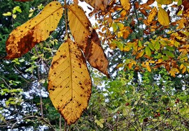 Őszülés közelről 2. :)