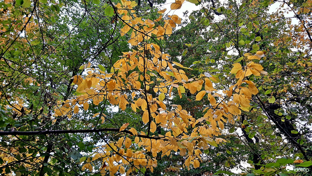 Beindult a színesedés 3. :)