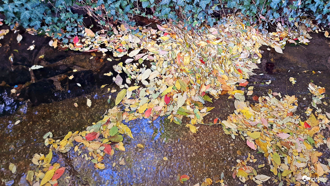 Rák-patak és színes levélszőnyeg találkozása :)